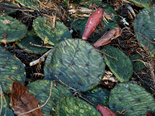 {Opuntia cespitosa}